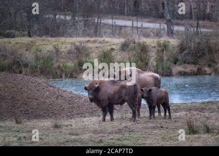 Espace Faune de la Forêt d'Orient – Space Wildtierpark im Orientwald, Champagne-Aube, Frankreich Stockfoto