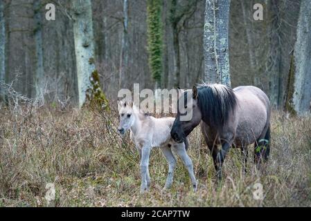 Espace Faune de la Forêt d'Orient – Space Wildtierpark im Orientwald, Champagne-Aube, Frankreich Stockfoto