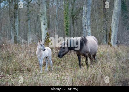 Espace Faune de la Forêt d'Orient – Space Wildtierpark im Orientwald, Champagne-Aube, Frankreich Stockfoto