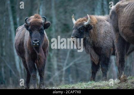 Espace Faune de la Forêt d'Orient – Space Wildtierpark im Orientwald, Champagne-Aube, Frankreich Stockfoto