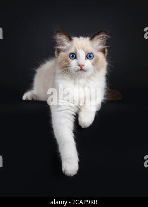 Beeindruckende Robbe bicolor Ragdoll Katze Kätzchen, mit vorderen Pfoten hängen über Rand. Blick auf die Kamera mit hypnotisierenden blauen Augen. Isoliert auf b Stockfoto