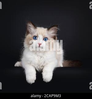 Beeindruckende Robbe bicolor Ragdoll Katze Kätzchen, mit vorderen Pfoten hängen über Rand. Blick auf die Kamera mit hypnotisierenden blauen Augen. Isoliert auf b Stockfoto