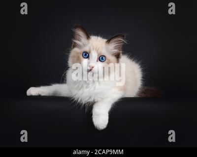 Beeindruckende Robbe bicolor Ragdoll Katze Kätzchen, Legen mit Vorderpfote hängen über Rand. Blick auf die Kamera mit hypnotisierenden blauen Augen. Isoliert auf BL Stockfoto