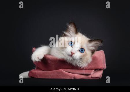 Beeindruckende Siegel bicolor Ragdoll Katze Kätzchen, hängend in rosa Samtbeutel. Blick auf die Kamera mit hypnotisierenden blauen Augen. Isoliert auf schwarzem Hintergrund. Stockfoto