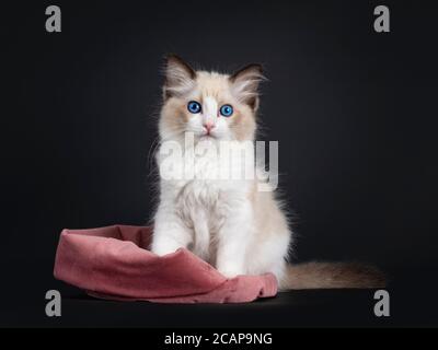 Beeindruckende Siegel bicolor Ragdoll Katze Kätzchen, sitzt halb in rosa Samtbeutel. Blick auf die Kamera mit hypnotisierenden blauen Augen. Isoliert auf schwarzem Hintergrund Stockfoto