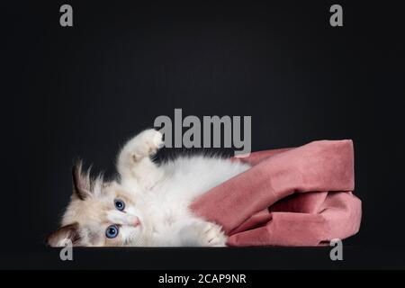 Beeindruckende Siegel bicolor Ragdoll Katze Kätzchen, die Hälfte aus rosa Samtbeutel. Blick auf die Kamera mit hypnotisierenden blauen Augen. Isoliert auf schwarz b Stockfoto