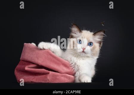 Beeindruckende Siegel bicolor Ragdoll Katze Kätzchen, lag in rosa Samtbeutel. Blick auf die Kamera mit hypnotisierenden blauen Augen fliegen vorbei. Isoliert auf blac Stockfoto