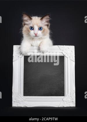 Beeindruckende Dichtung bicolor Ragdoll Katze Kätzchen, Blick über den Rand der Kreidetafel gefüllt Fotorahmen. Blick auf die Kamera mit hypnotisierenden blauen Augen. Isoliert Stockfoto