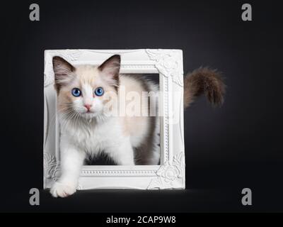 Beeindruckende Dichtung bicolor Ragdoll Katze Kätzchen, Schritt durch Fotorahmen. Blick auf die Kamera mit hypnotisierenden blauen Augen. Isoliert auf schwarzem Hintergrund. Stockfoto