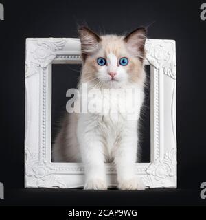 Beeindruckende Dichtung bicolor Ragdoll Katze Kätzchen, stehend durch Fotorahmen. Blick auf die Kamera mit hypnotisierenden blauen Augen. Isoliert auf schwarzem Hintergrund. Stockfoto