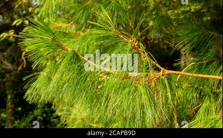 Pinus patula. Pinus strobus Kiefer mit einer weinenden Krone Stockfoto