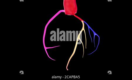 Farbenfrohe 3D-Darstellung der CTA-Koronarararterie oder 3D-Illustrationen des Koronarbaums auf schwarzem Hintergrund. Beschneidungspfad Stockfoto
