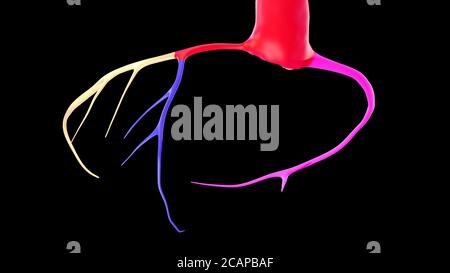 3D-Rendering-Bild der Koronarararterie CTA oder 3D-Illustrationen des Koronarbaums auf schwarzem Hintergrund. Beschneidungspfad Stockfoto