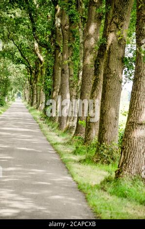 Lange Reihe von Eichen entlang einer geraden Asphaltstraße in einer grünen Landschaft in der Nähe von Hoogeveen, Niederlande Stockfoto