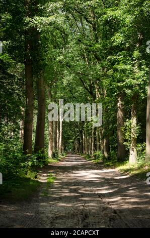 Lange und gerade, scheinbar enless, Schotterstraße durch einen Laubwald in der Nähe von Ellburg, Niederlande Stockfoto