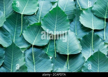 Banyan Tree junges Blatt isoliert auf weißem Hintergrund. Stockfoto