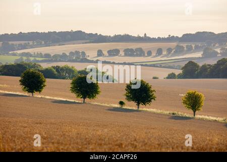 Blick über goldene Weizenfelder mit Bäumen, East Garston, West Berkshire, England, Großbritannien, Europa Stockfoto