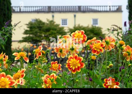 Dahlia Pooh Dahlien in Blüte im August Sommer und Fürstentum Haus im National Botanic Garden of Wales in Carmarthenshire Wales UK. KATHY DEWITT Stockfoto