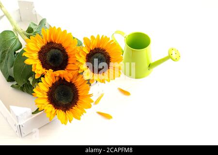 Schöne bunte Sonnenblumen in rustikalen weißen Box, Gießkanne auf dem weißen Tisch. Schönes Geschenk, schöne Grußkarte Design. Stockfoto