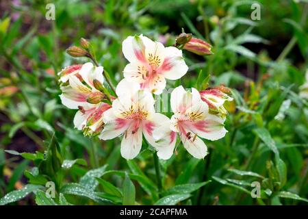 Alstromeria Blushing Braut peruanische Lilie krautige Staude in der Blüte Der National Botanic Garden of Wales Carmarthenshire Wales UK KATHY DEWITT Stockfoto