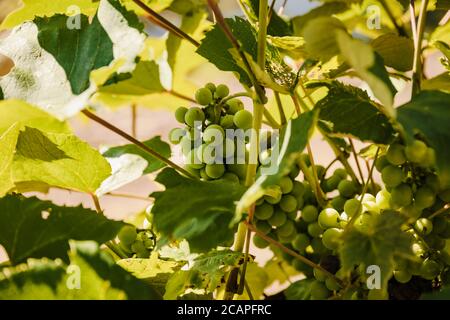 Weintrauben, die im frühen Morgenlicht an der Rebe hängen Stockfoto