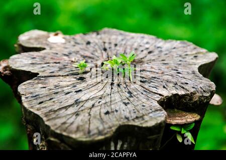 Verfallener, wetterbeschädigter Baumstamm am Flussufer Stockfoto