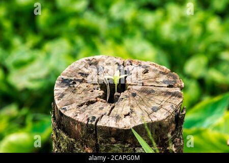 Verfallener, wetterbeschädigter Baumstamm am Flussufer Stockfoto