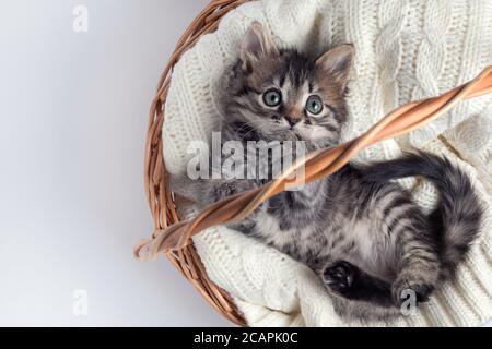 Niedliches gestreiftes Kätzchen sitzt in einem Korb auf einer gestrickten Bettwäsche. Auf weißem Hintergrund. Stockfoto