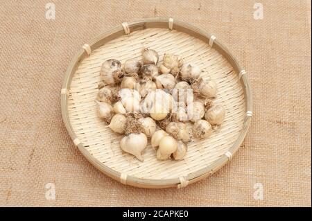 Bio-Knoblauch (Allium sativum) in gewebtem Bambuskorb. Isoliert auf Jute-Gewebe. Stockfoto