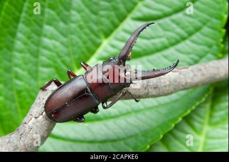 Japanischer Hirschkäfer in japan kuwagata mushi genannt. Isoliert auf grünen Blättern Hintergrund. Nahaufnahme. Stockfoto