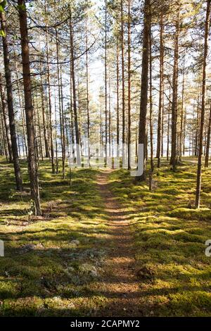 Sommertag mit Sonnenaufgang im Pinienwald. Fußweg zwischen Bäumen im Nadelwald mit Sonnenlicht bei Tag, vertikal. Stockfoto