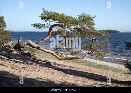 Schöne alte gebogene Kiefer am Ufer. Einsame Kiefer mit gebogenem Fass, Ladoga See im Hintergrund. Stockfoto