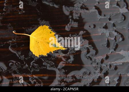 Fallenes einzelnes Herbstgelbes Blatt auf der nassen Holzoberfläche nach Regen, Nahaufnahme Draufsicht. Herbstlaub, Herbst, Saisonkonzept Stockfoto