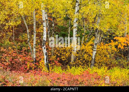 Herbstspen und Unterholz Geißblatt, Greater Sudbury, Ontario, Kanada Stockfoto