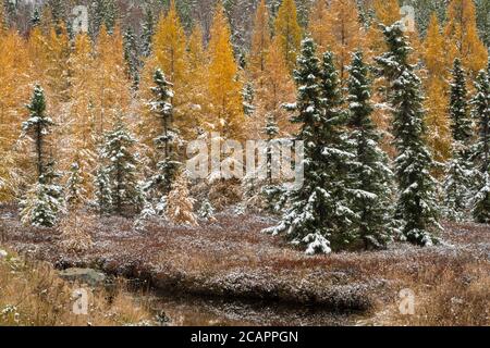 Östliche Lärchenbäume und frühe Schneefälle, Greater Sudbury, Ontario, Kanada Stockfoto