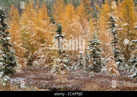 Östliche Lärchenbäume und frühe Schneefälle, Greater Sudbury, Ontario, Kanada Stockfoto