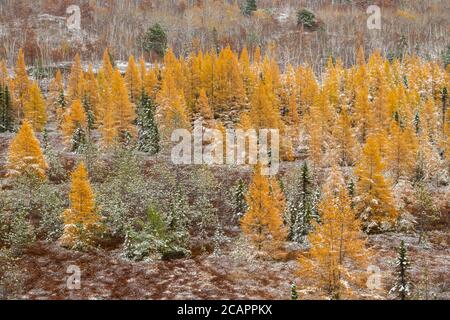 Östliche Lärchenbäume und frühe Schneefälle, Greater Sudbury, Ontario, Kanada Stockfoto