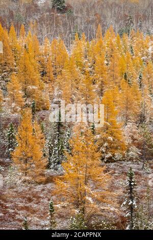 Östliche Lärchenbäume und frühe Schneefälle, Greater Sudbury, Ontario, Kanada Stockfoto