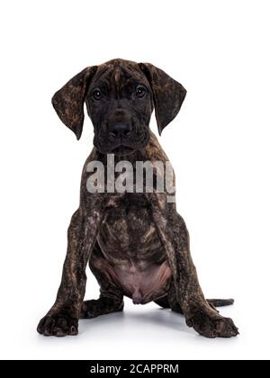 Cute dunkel brindle Great Dane Hund Welpe, sittingl nach vorne. Blick direkt auf die Kamera. Isoliert auf weißem Hintergrund. Stockfoto