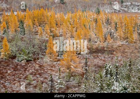 Östliche Lärchenbäume und frühe Schneefälle, Greater Sudbury, Ontario, Kanada Stockfoto