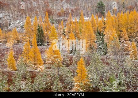 Östliche Lärchenbäume und frühe Schneefälle, Greater Sudbury, Ontario, Kanada Stockfoto