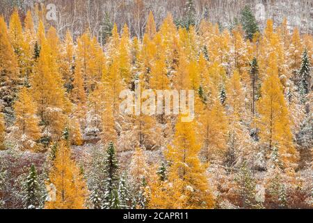 Östliche Lärchenbäume und frühe Schneefälle, Greater Sudbury, Ontario, Kanada Stockfoto