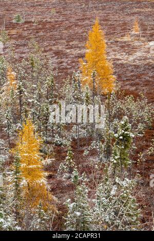 Östliche Lärchenbäume und frühe Schneefälle, Greater Sudbury, Ontario, Kanada Stockfoto