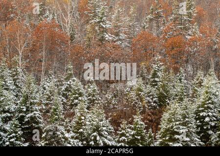 Fichten und Eichen auf einem Hügel nach frühem Schneefall, Greater Sudbury, Ontario, Kanada Stockfoto