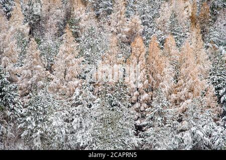 Ein Hang aus Kiefern und Lärchen mit frühem Schneefall, Greater Sudbury, Ontario, Kanada Stockfoto