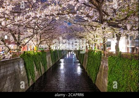 Bezaubernde nächtliche Beleuchtung der Kirschblüten am Fluss Meguro. Stockfoto