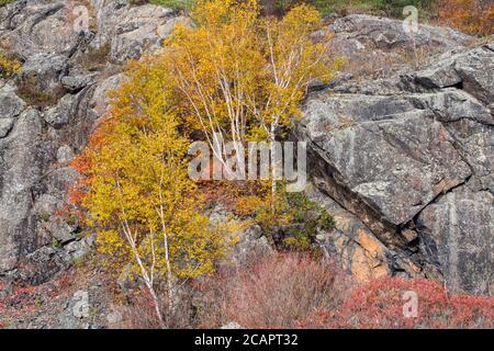 Herbstbirken, in der Nähe von Espanola, Ontario, Kanada Stockfoto