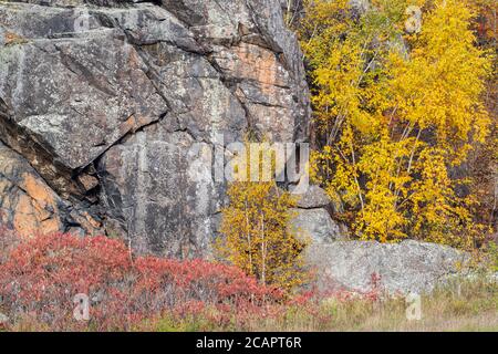 Herbstbirken, in der Nähe von Espanola, Ontario, Kanada Stockfoto