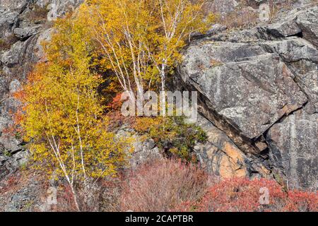 Herbstbirken, in der Nähe von Espanola, Ontario, Kanada Stockfoto