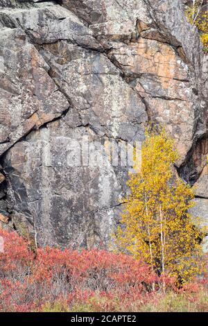 Herbstbirken, in der Nähe von Espanola, Ontario, Kanada Stockfoto